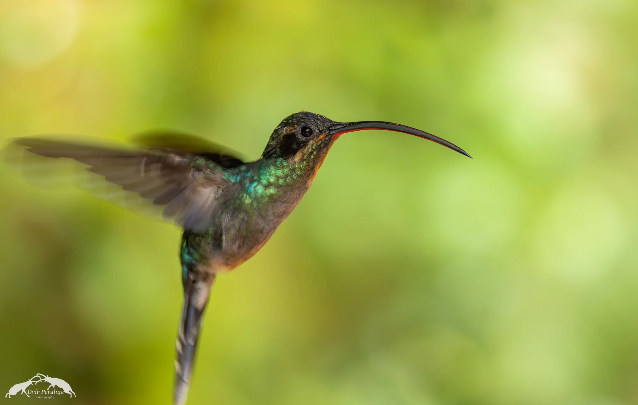 Hummingbird, Costa Rica Rainforest